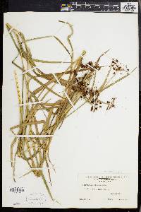 Scirpus polyphyllus image