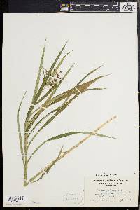 Scirpus polyphyllus image