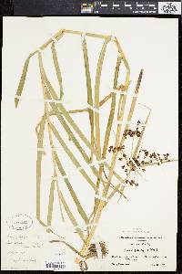 Scirpus polyphyllus image