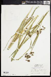 Scirpus hattorianus image