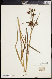 Scirpus hattorianus image