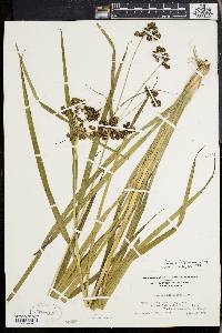 Scirpus hattorianus image