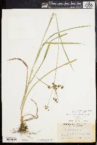 Scirpus hattorianus image