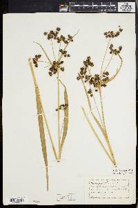 Scirpus hattorianus image