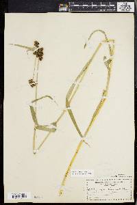 Scirpus hattorianus image