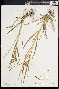 Scirpus hattorianus image