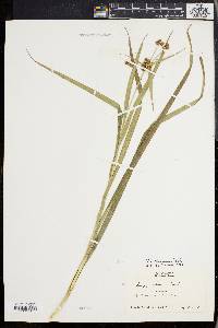 Scirpus hattorianus image