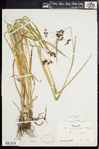 Scirpus hattorianus image