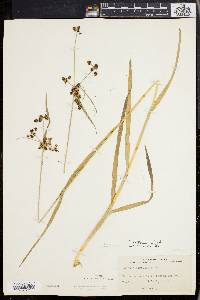 Scirpus hattorianus image