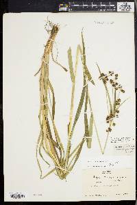 Scirpus hattorianus image