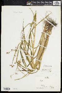 Scirpus hattorianus image