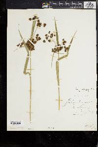 Scirpus hattorianus image