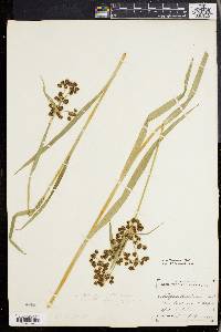 Scirpus hattorianus image