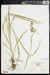 Scirpus hattorianus image