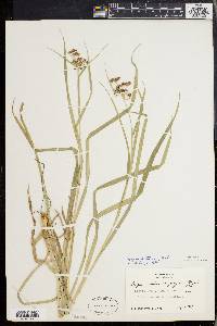 Scirpus hattorianus image