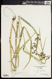 Scirpus hattorianus image