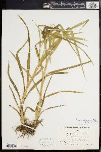 Scirpus hattorianus image