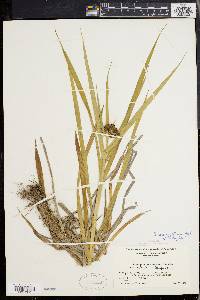 Scirpus hattorianus image