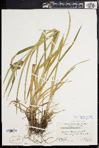 Scirpus hattorianus image