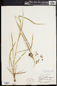 Scirpus hattorianus image