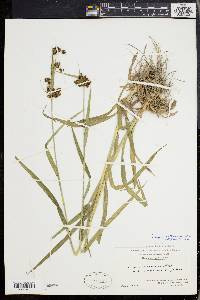 Scirpus hattorianus image