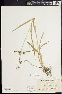 Scirpus hattorianus image