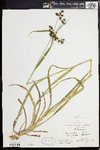 Scirpus hattorianus image