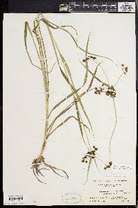 Scirpus hattorianus image