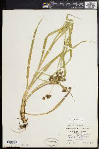 Scirpus hattorianus image