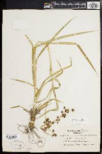 Scirpus hattorianus image