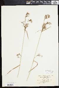 Scirpus pendulus image