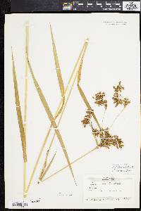 Scirpus pendulus image