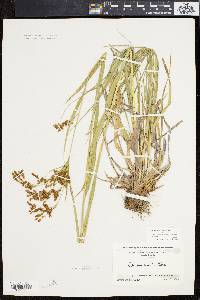 Scirpus pendulus image