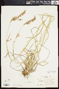 Scirpus pendulus image