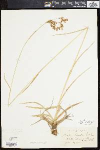 Scirpus pendulus image