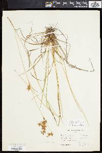 Scirpus pendulus image