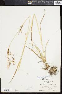 Scirpus pendulus image