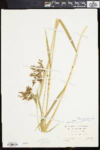 Scirpus pendulus image