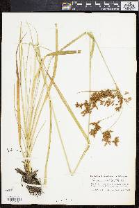 Scirpus pendulus image