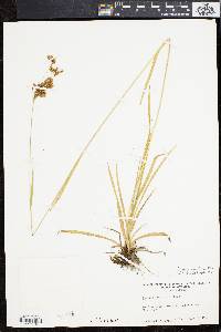 Scirpus pendulus image