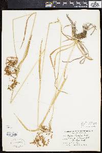 Scirpus pendulus image