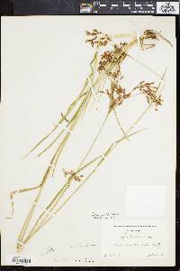 Scirpus pendulus image