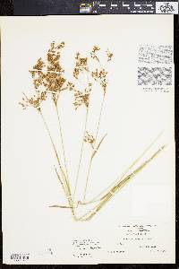 Scirpus pendulus image