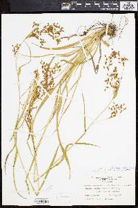 Scirpus pendulus image