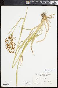 Scirpus pendulus image