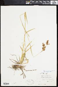 Scirpus pendulus image