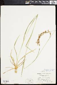 Scirpus pendulus image