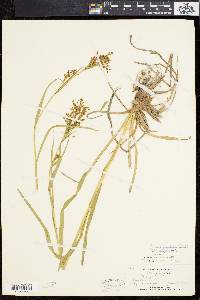 Scirpus pendulus image