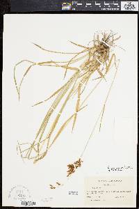 Scirpus pendulus image