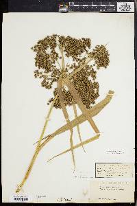 Scirpus expansus image